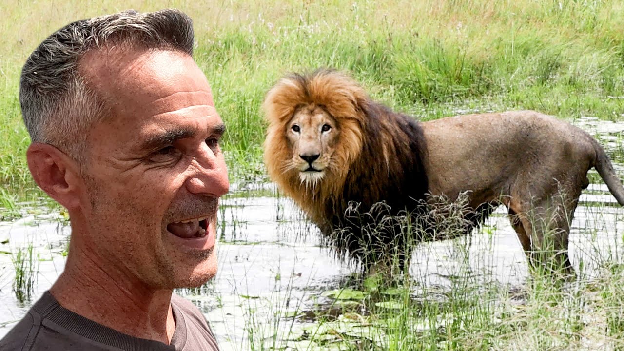 LION BROTHERS Play in the Water | The Lion Whisperer