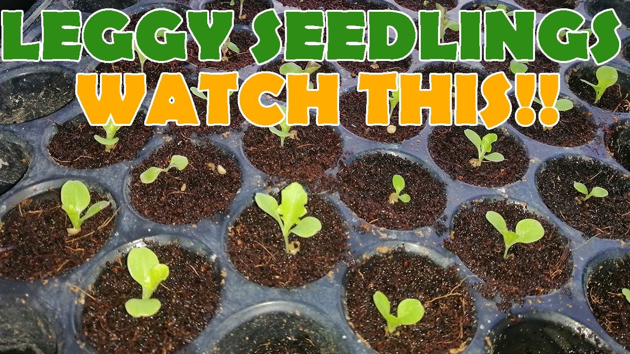Hydroponic Lettuce Seeds Germination - Tips Para Hindi Leggy Ang Tanim Na Lettuce