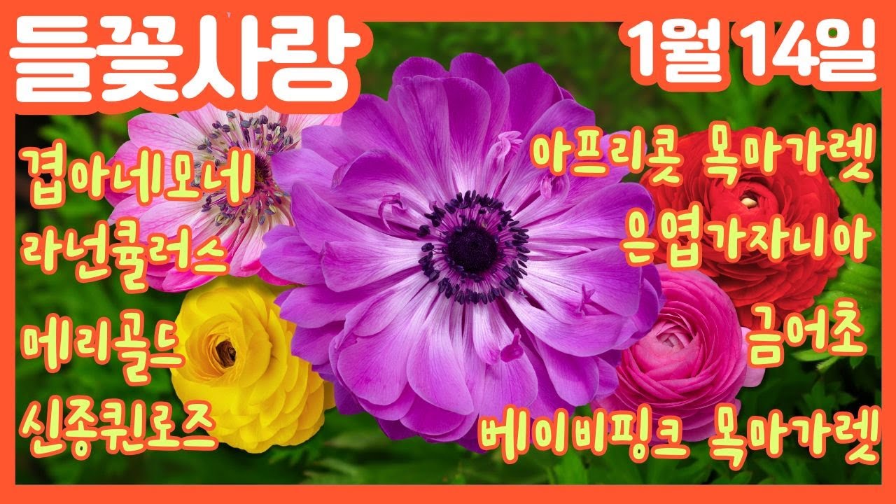 🌸들꽃사랑 1월14일 #겹아네모네 #라넌큘러스 #메리골드 #신종퀸로즈 #은엽가자니아 #아프리콧 #베이비핑크 #목마가렛 #금어초 #파이어동백 #발렌타인데이바동백 #gardening