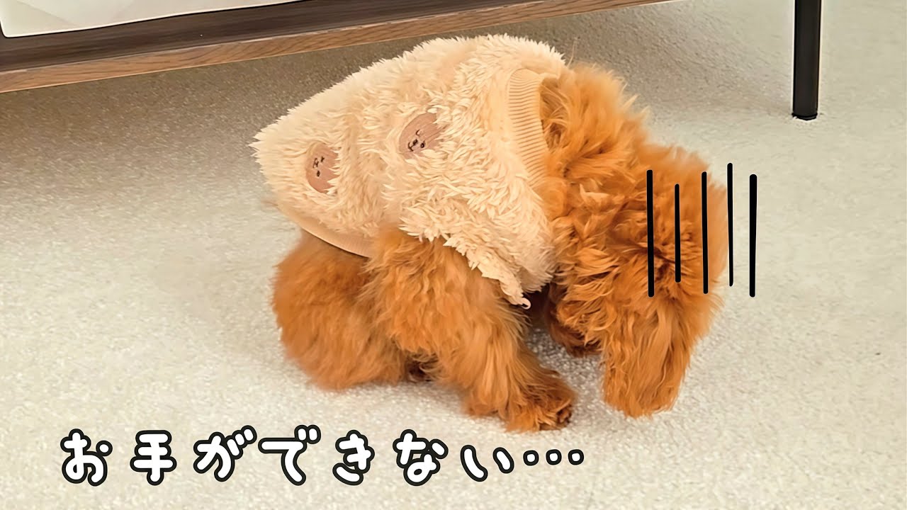お手ができない子犬に、プロが教えたらこうなりました｜初めてのパピー教室
