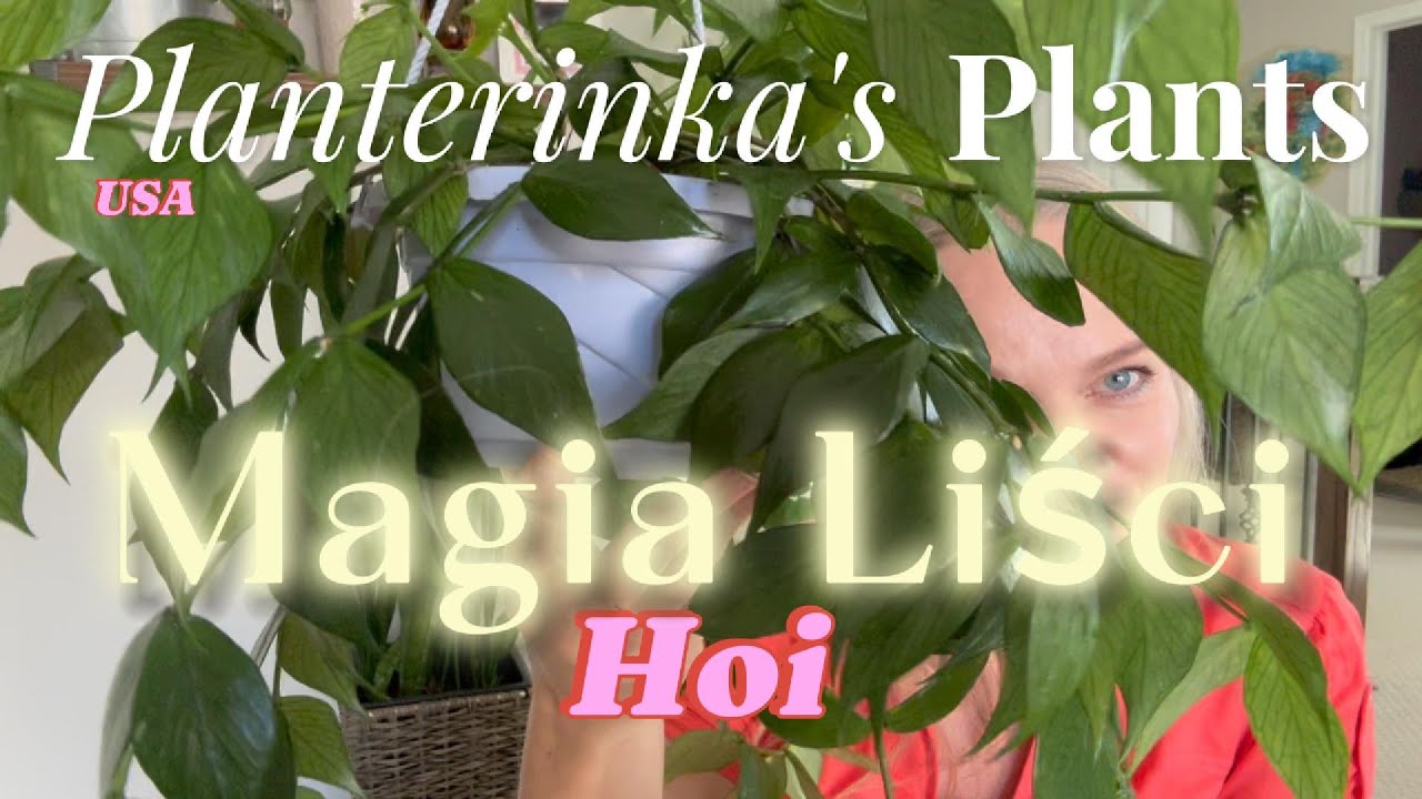 Magia Liści Hoi - 11 Fascynujących Odmian i Jak o Nie Dbać!