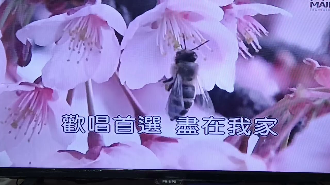 吳壽宏：練唱：一半心酸一半醉：原唱：洪明