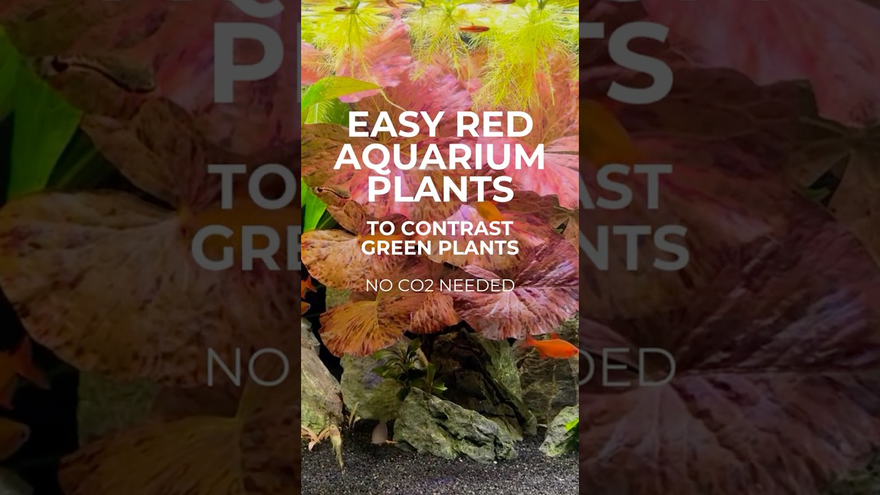 Easy to Grow Red Plants 