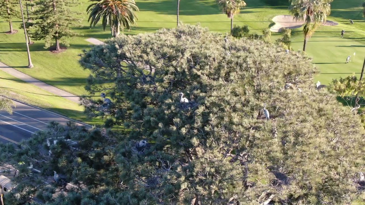 GLORIETTA BLUE HERON TREE TUESDAY 13 JANUARY 2026