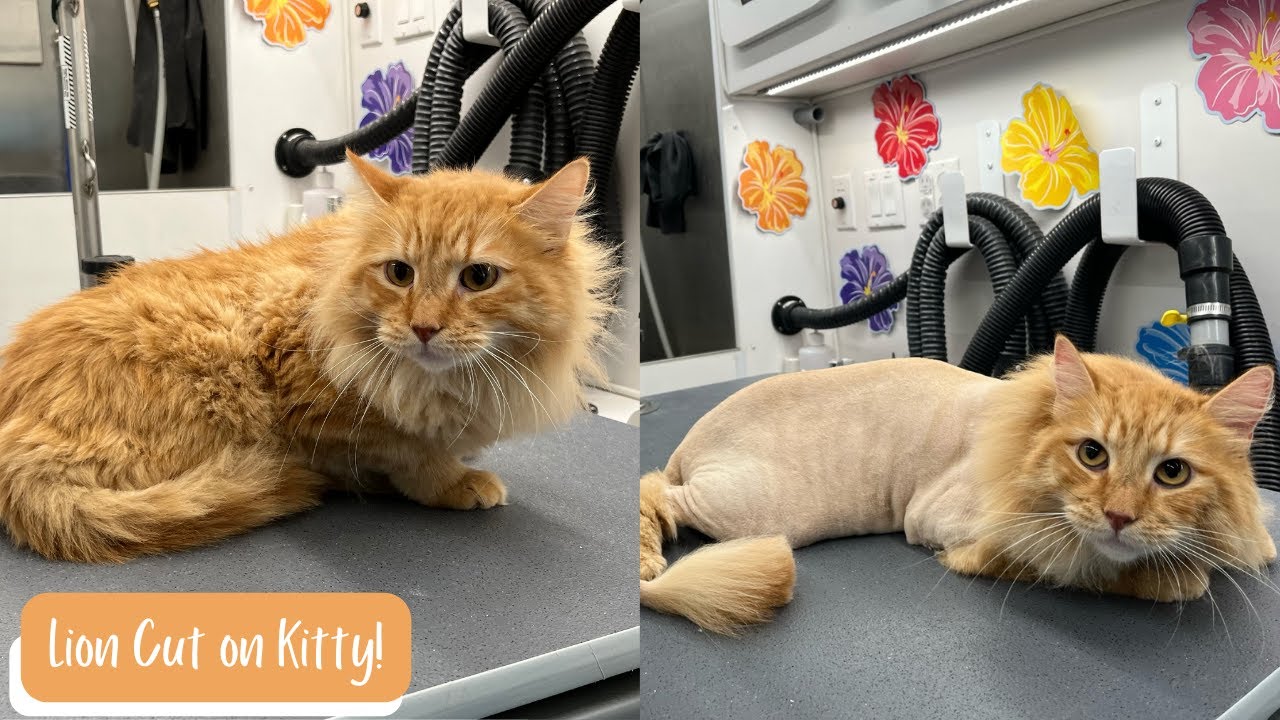Jasper the Cat’s Epic Lion Cut Transformation! 🦁✂️😺