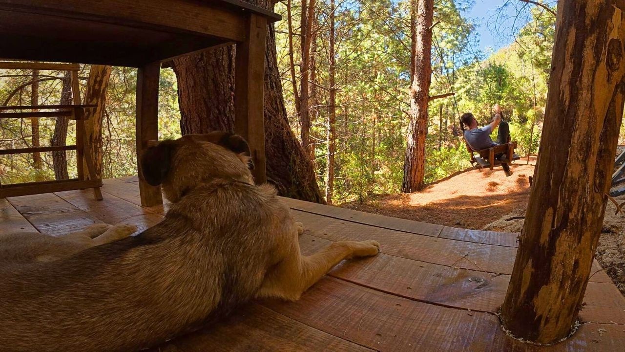 Avanzando con calma: preparando la siguiente fase de mi caba&ntilde;a en el bosque