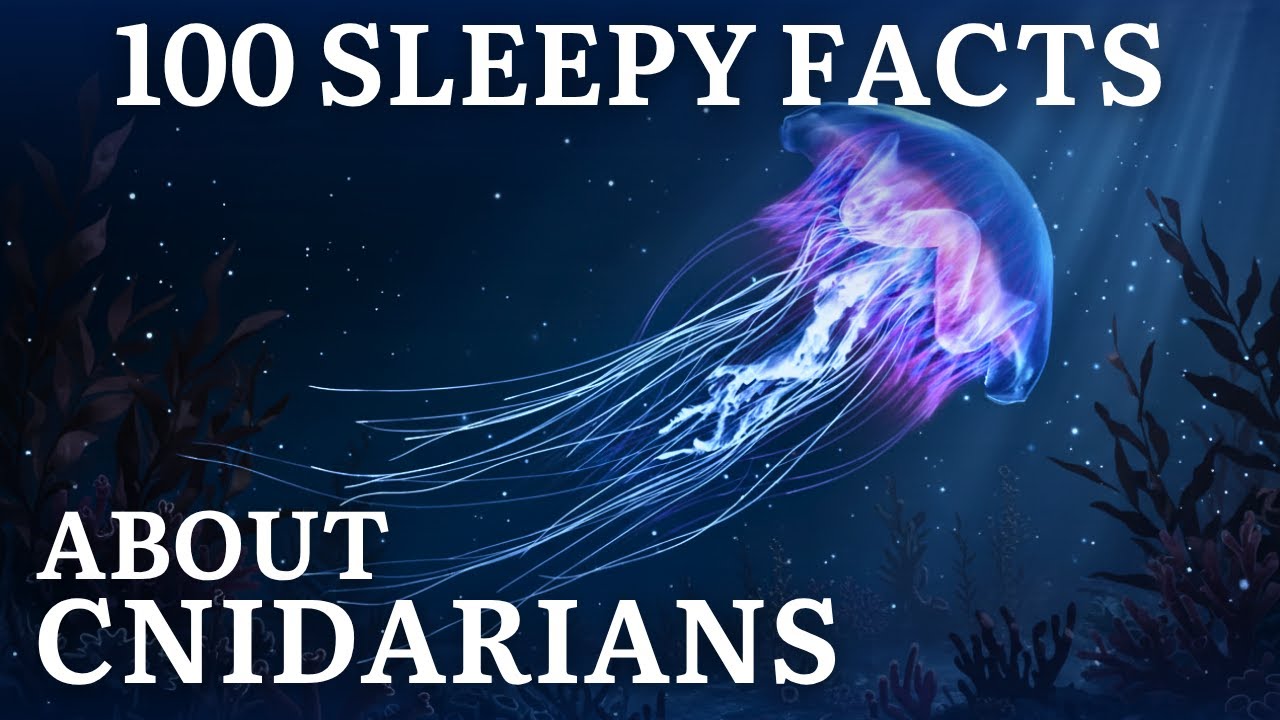 The Most Relaxing Facts About Cnidarians to Fall Asleep To