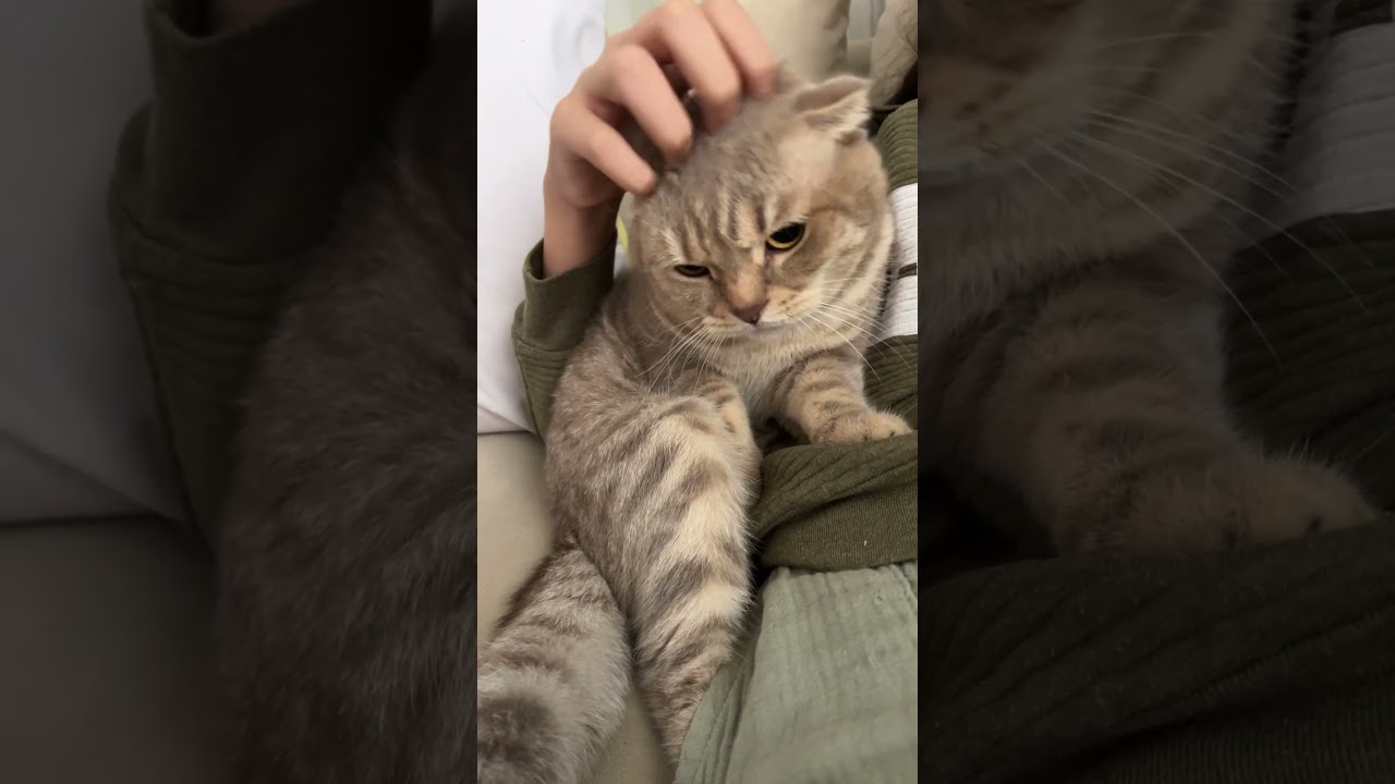 #kedi