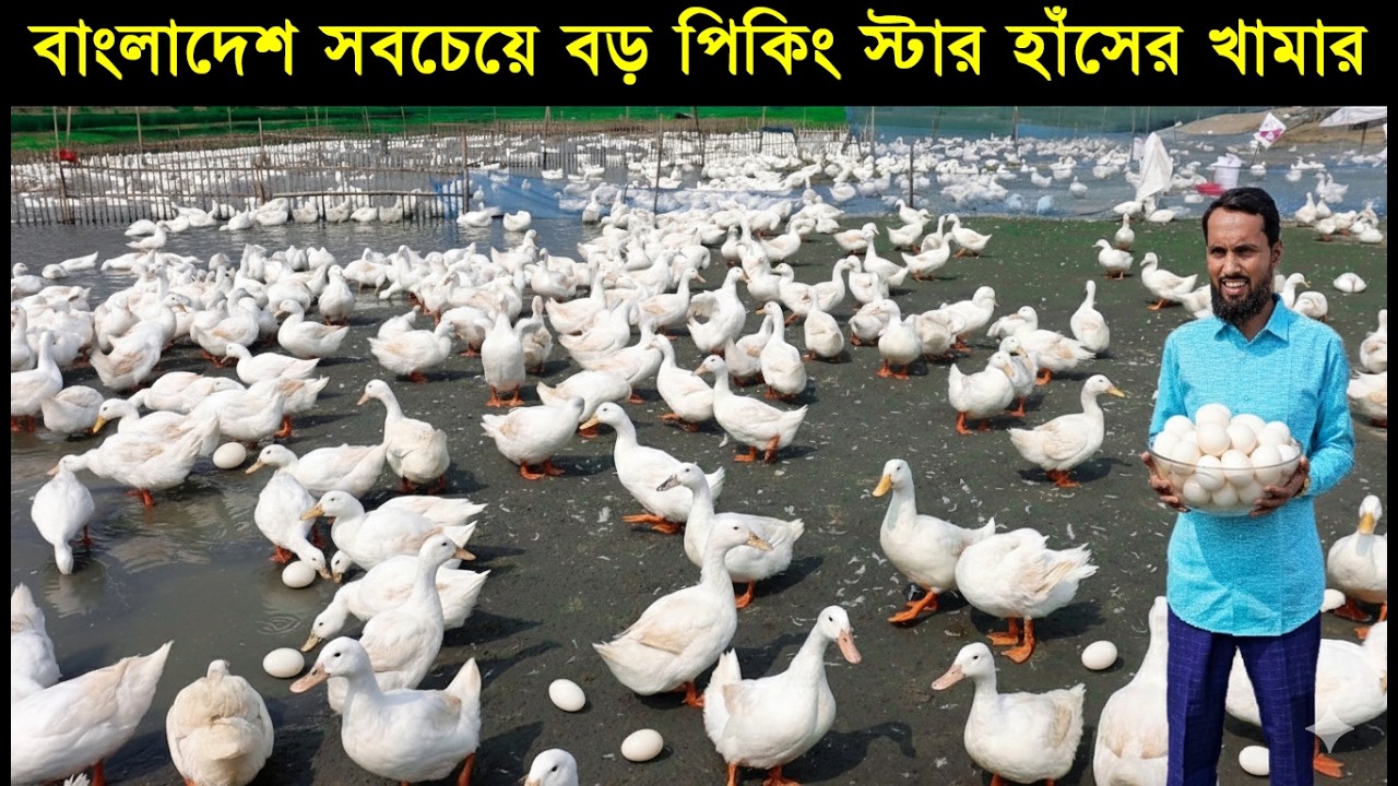 বাংলাদেশ সবচেয়ে বড় পিকিং স্টার হাঁসের খামার!বিদেশি হাঁসের খামারে জিরো থেকে হিরু দিদার ভাই।
