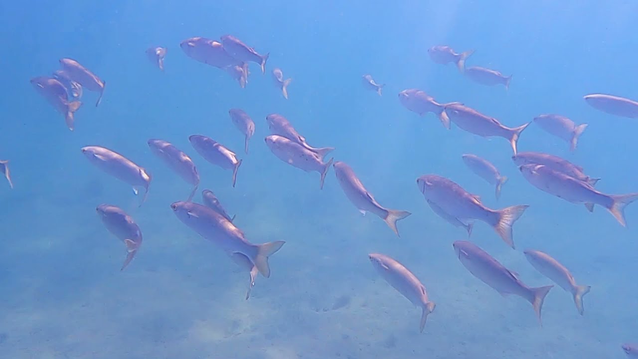 Ozone Wreck Indented Head