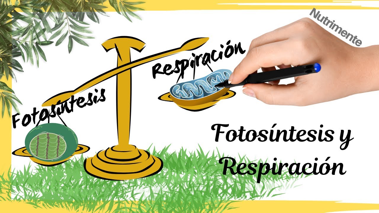 Relación y balance entre la FOTOSÍNTESIS y la RESPIRACIÓN CELULAR