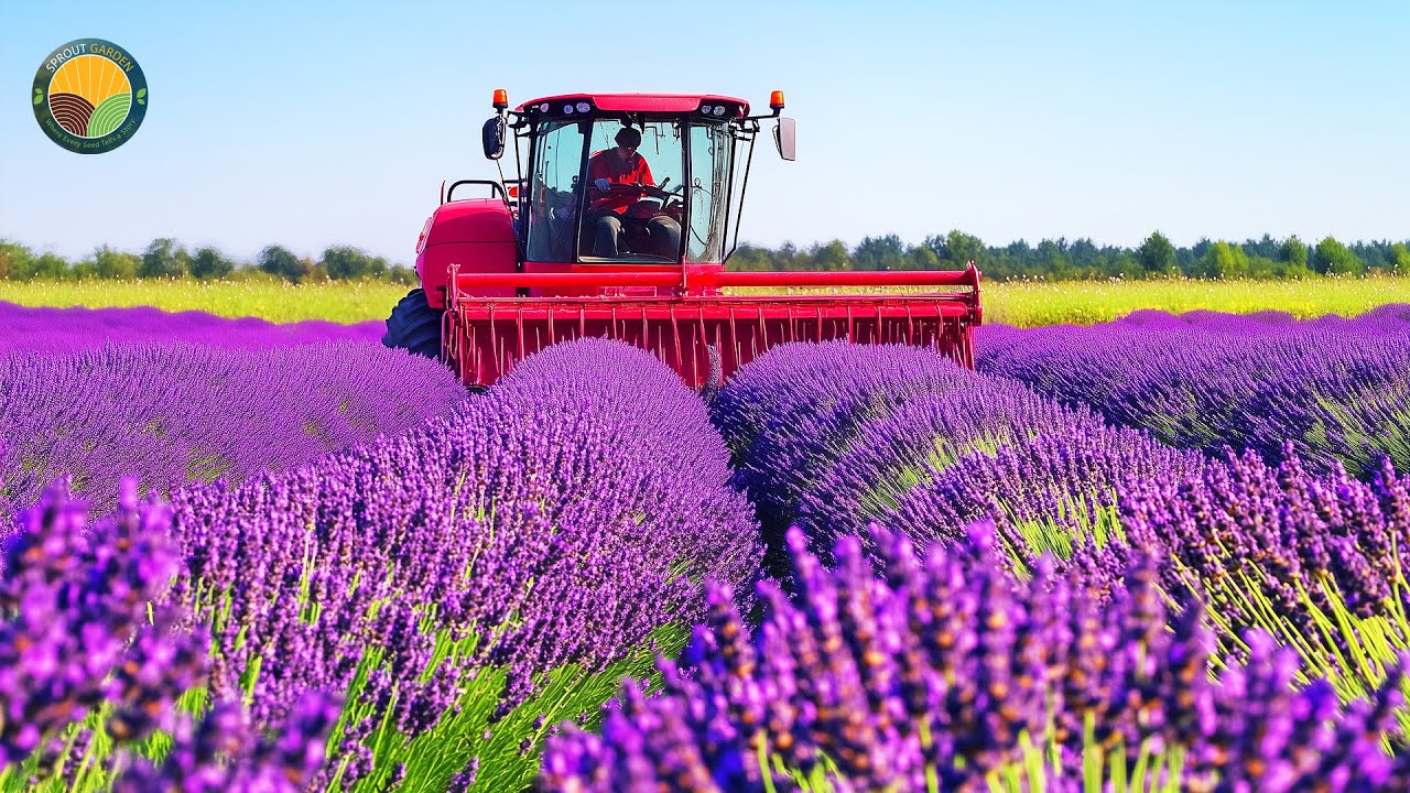 How Farmers Harvest Lavender by Machine: Farming & Processing Techniques | Farming Documentary