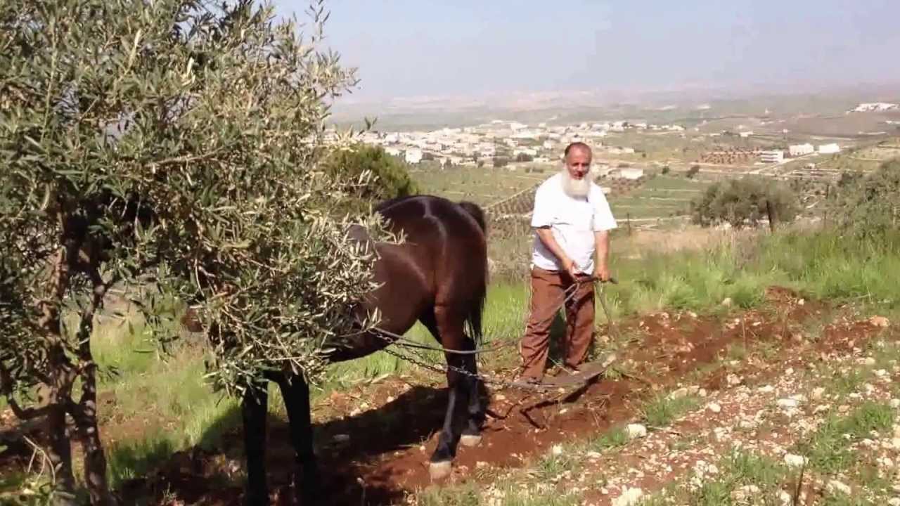 حراث الارض في دوحلا