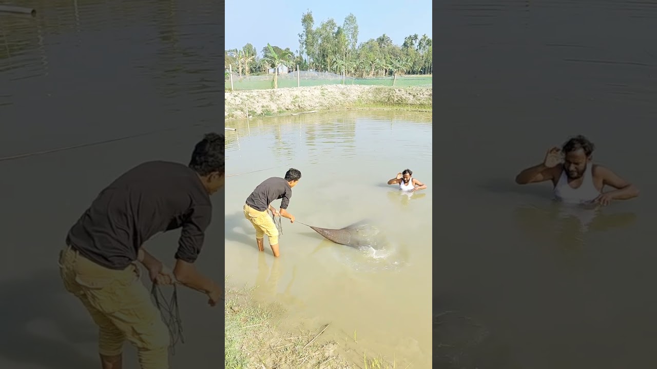 বাই অনেক বড় মাছ #viralvideo #vlogwithsohelvillagelifestyleinbangladeshbeautiful 