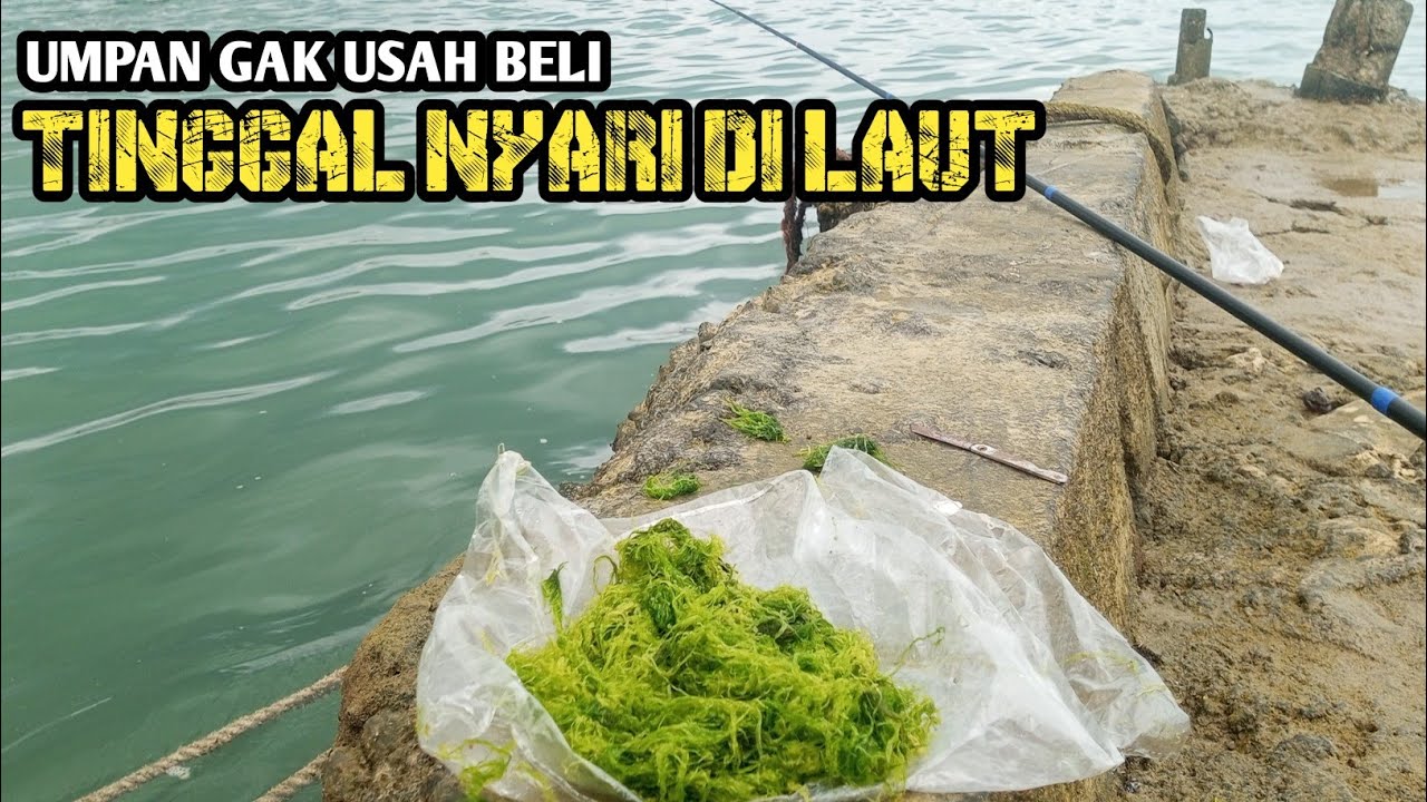 Lumut super kesukaan ikan baronang