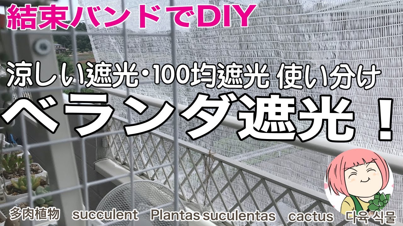 113【多肉植物】結束バンドDIYベランダ遮光始めます！涼しい遮光/100均遮光使い分け