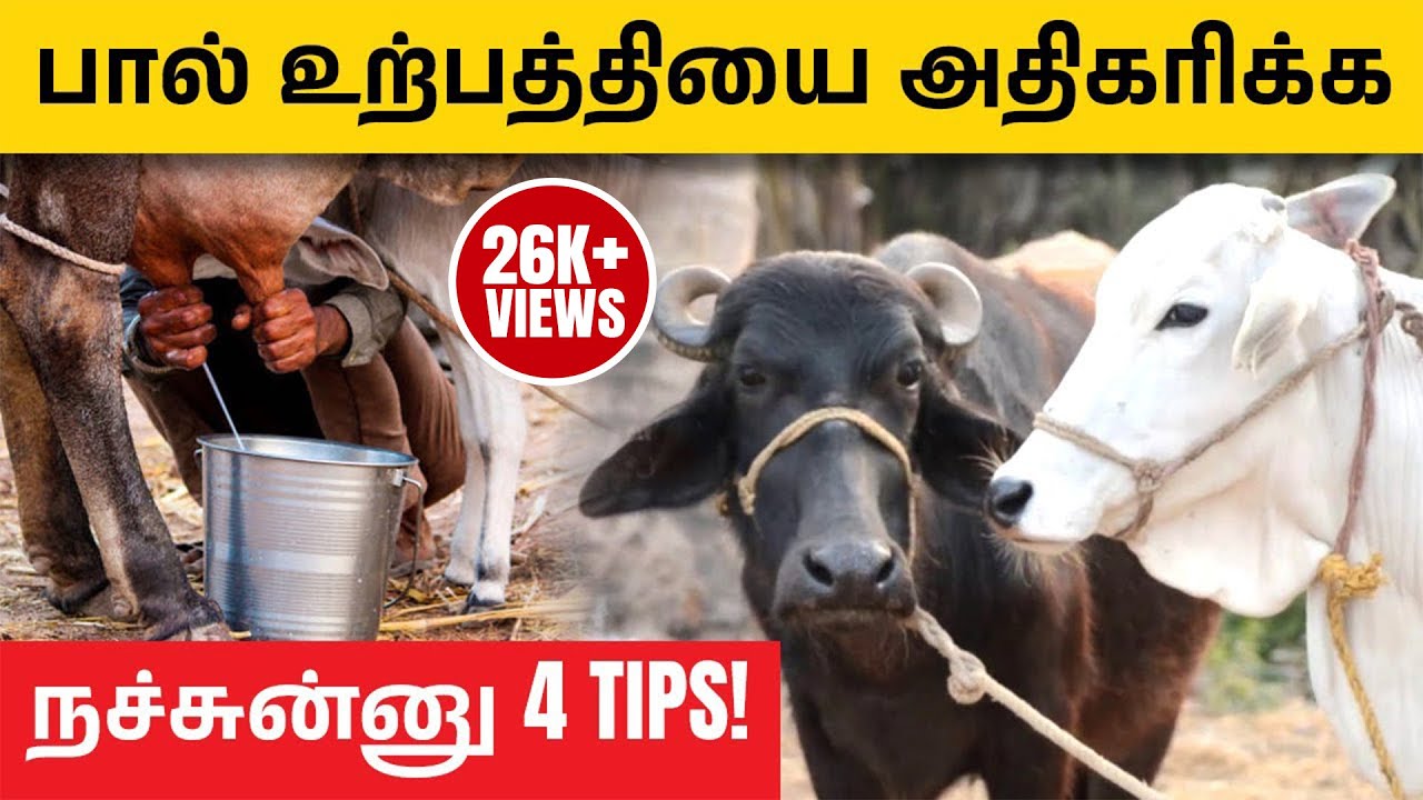 இயற்கை முறையில் மாட்டு பால் அதிகரிக்க வழிகள்  | பால் உற்பத்தியை அதிகரிக்க 4 Tips  | Cow Farming
