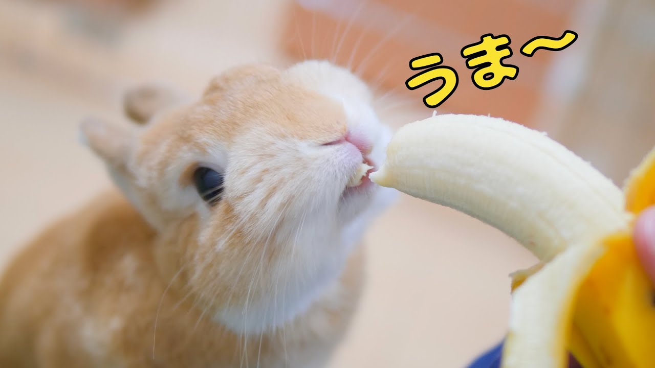 生まれて初めてバナナを食べたウサギの反応がこちら^^【No.252】