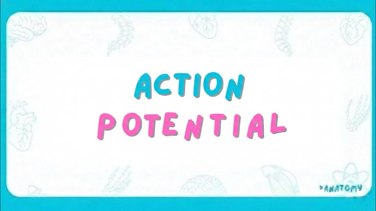 Action poiential 🧠