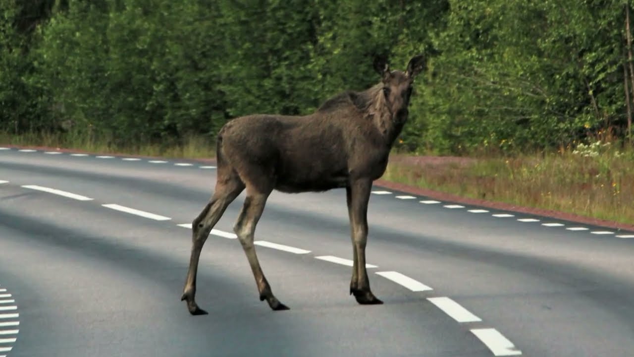 Älgar jag mött under mina resor till Lappland, Sverige