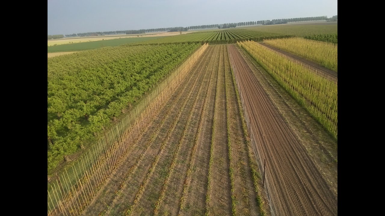 Boomkwekerij Versprille  bomen aanbinden schoffelen