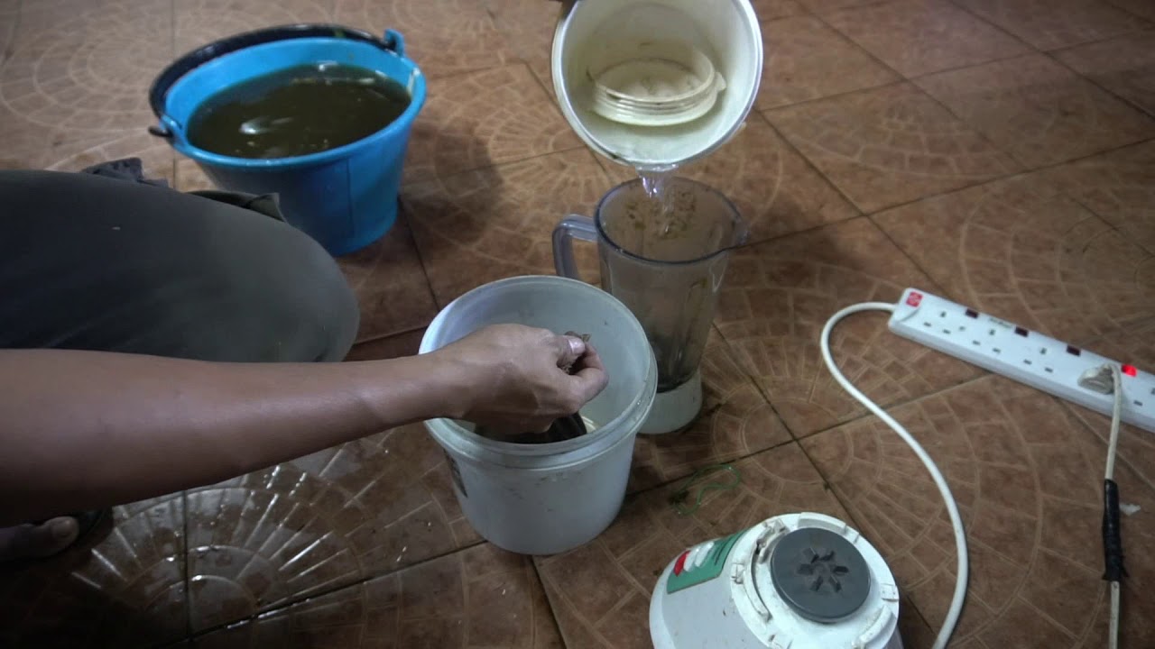 Vermiculture : Earthworm Feeding Blending Method