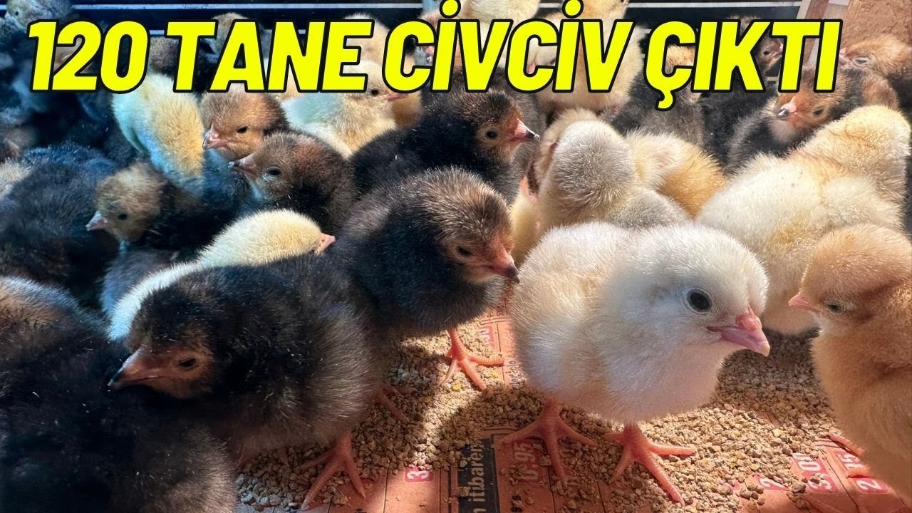 EFSANE CİVCİV ÇIKIMI ÇOK ŞAŞIRDIM | VORWERK - SUSSEX - BRAHMA - AUSTRALORP