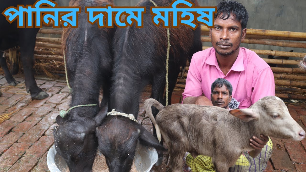 পানির দামে ইন্ডিয়ান বর্ডার ক্রস বাচ্চা সহ ১২-১৩ লিটারের দুধের মহিষ কিনুন | বাবু ভাইয়ের নতুন কালেকশন