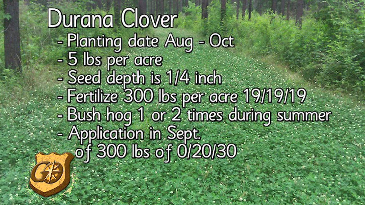 Deer Food Plots: Durana Clover for Deer Hunting by J.ayne Fears