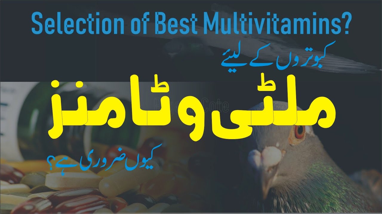 Best Multivitamins For Pigeons | Why Do Pigeon Need To Be Multivitamins | Pigeon Cote by Waleed Alam