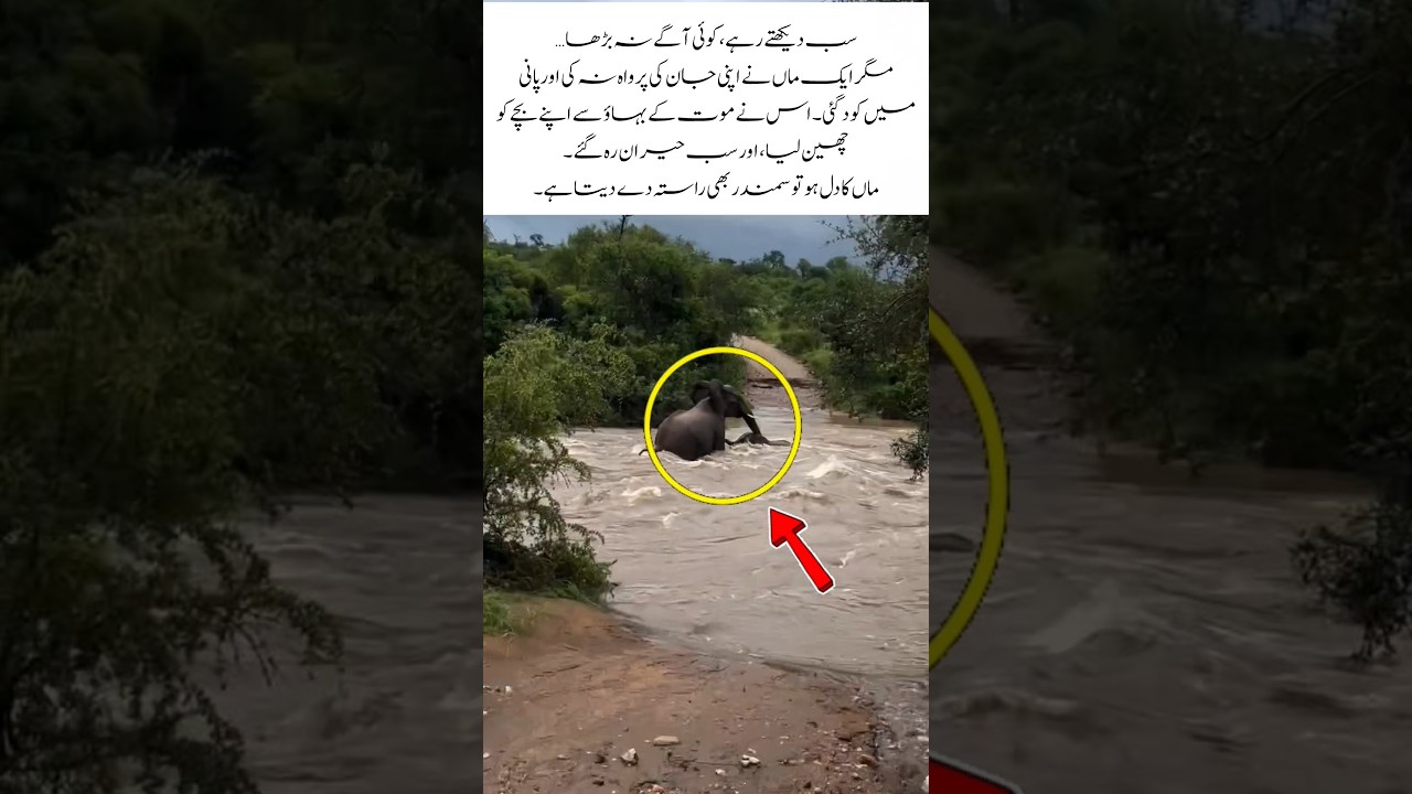 A Mother Courage Saving Her Baby from the Flood#MotherLove #ElephantRescue #Bravery #WildlifeMoment