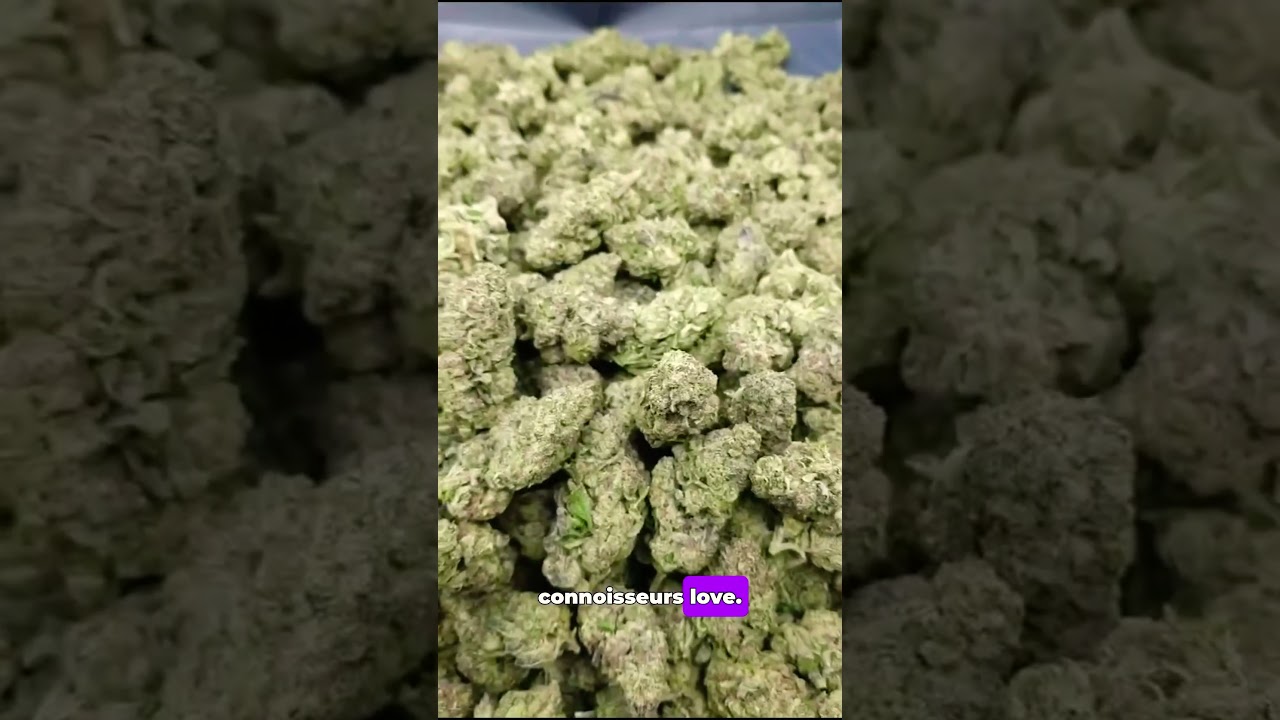Black Truffle Indica