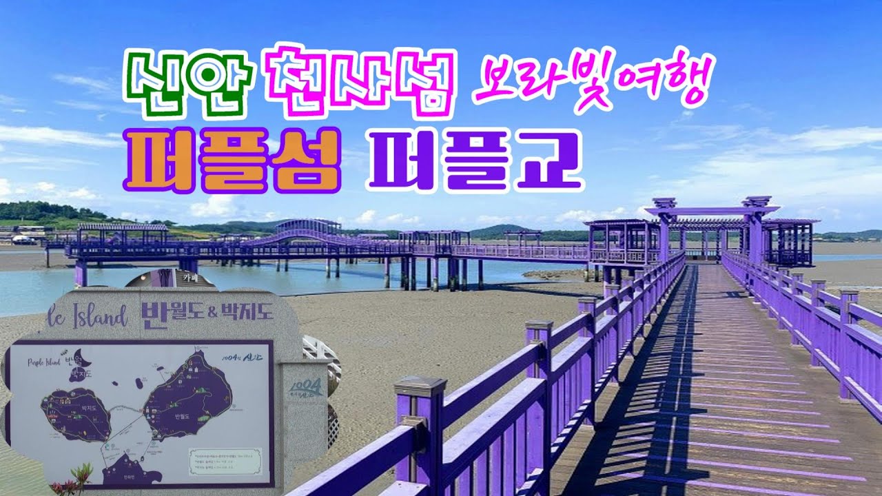신안 천사섬 보라빛여행 [퍼플섬 퍼플교 ]안좌도 | 반월도&박지도 [TCB tv]