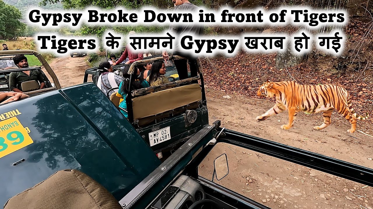Tigers के सामने Gypsy खराब हो गई | Gypsy Broke Down in front of Tigers