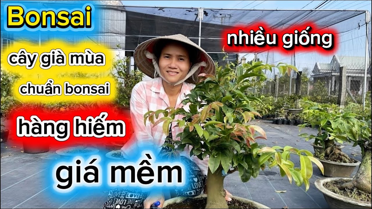 4-3-2026☎️0336.228.411 chị Bé 🌳mai bonsai giá mềm-cây già mùa hàng hiếm-nhiều giống-ông thầy. 