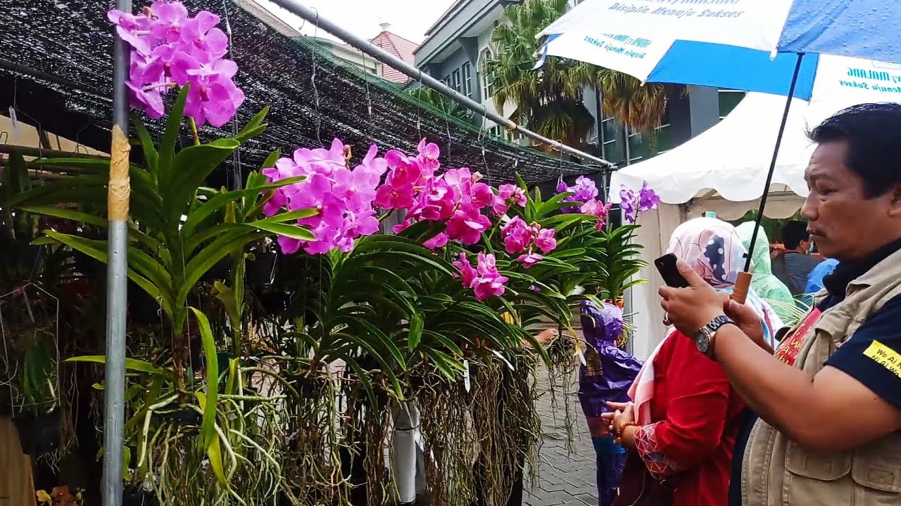 Tour Anggrek Kota Malang ! Bazzar dan Pameran Anggrek di Batu !! Episode 1