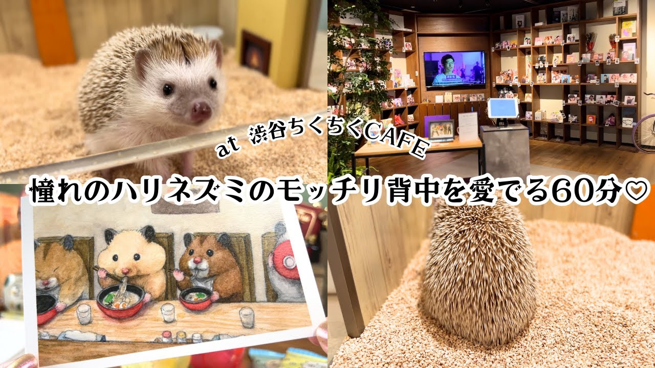 憧れのハリネズミカフェに行って来ました！購入品＆お土産もご紹介♡
