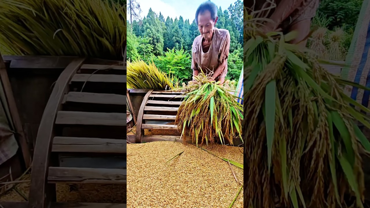 Traditional Rice Harvesting: Every grain is hard-earned, cherish the food!