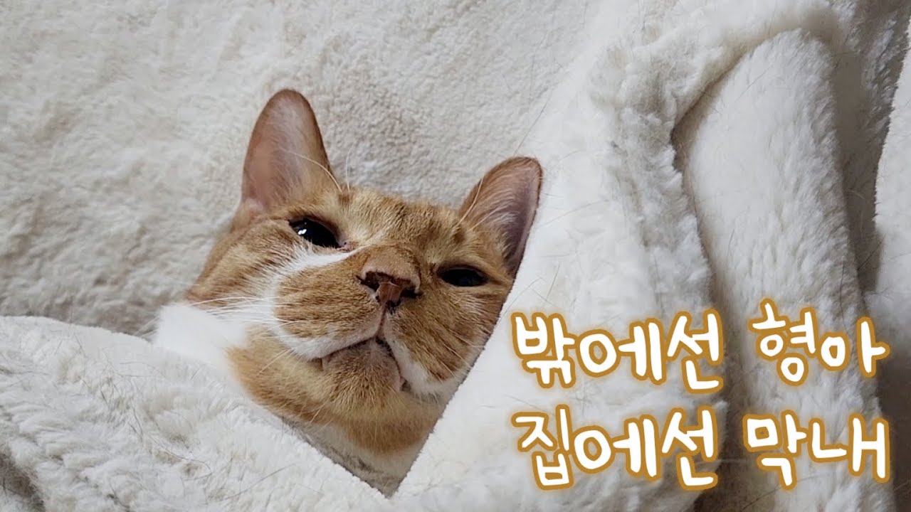 집에선 막내에 애기 고양이인데 밖에선 형아 소리 들어요