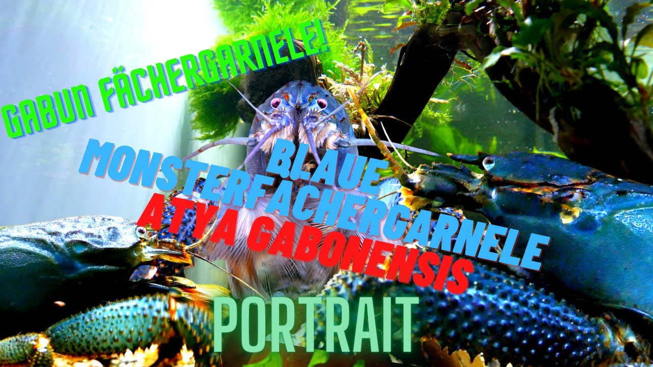 Blaue Monsterfächergarnele  I Atya gabonensis I Gabun Fächergarnele I TAX
