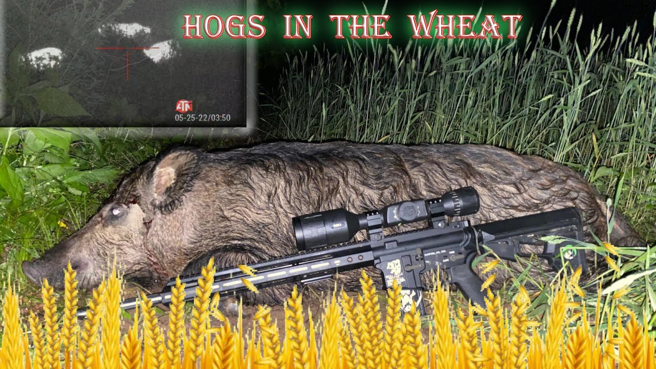 Hog Hunting in Wheat Fields with the ATN Thor 4