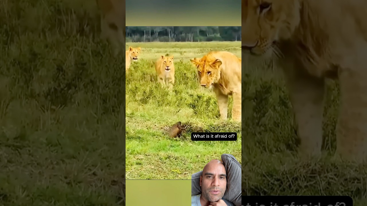 #lion 🦁 #newala #wildlife #wildanimals