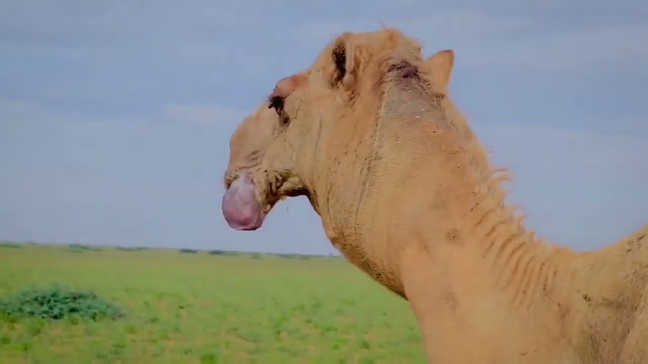 GEEL BURWAAQO JOOGO HALKAAN WA SOMALI AHAAN DHULKII UDUGA GEDO RAASO      2024