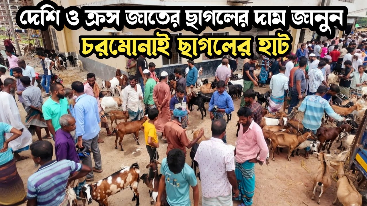 24/04/2025 আজকের চরমোনাই ছাগলের হাটের  বর্তমান অবস্থা সহ দাম দর জানুন।।