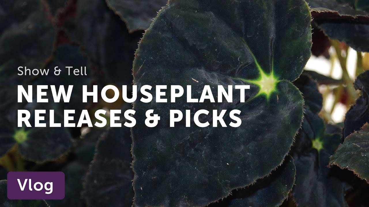 New HOUSEPLANT INTRODUCTIONS and Picks from Steve's Leaves — Vlog 051