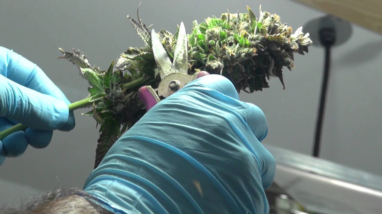 MONSTER MARIJUANA BUD NUTRIENTS