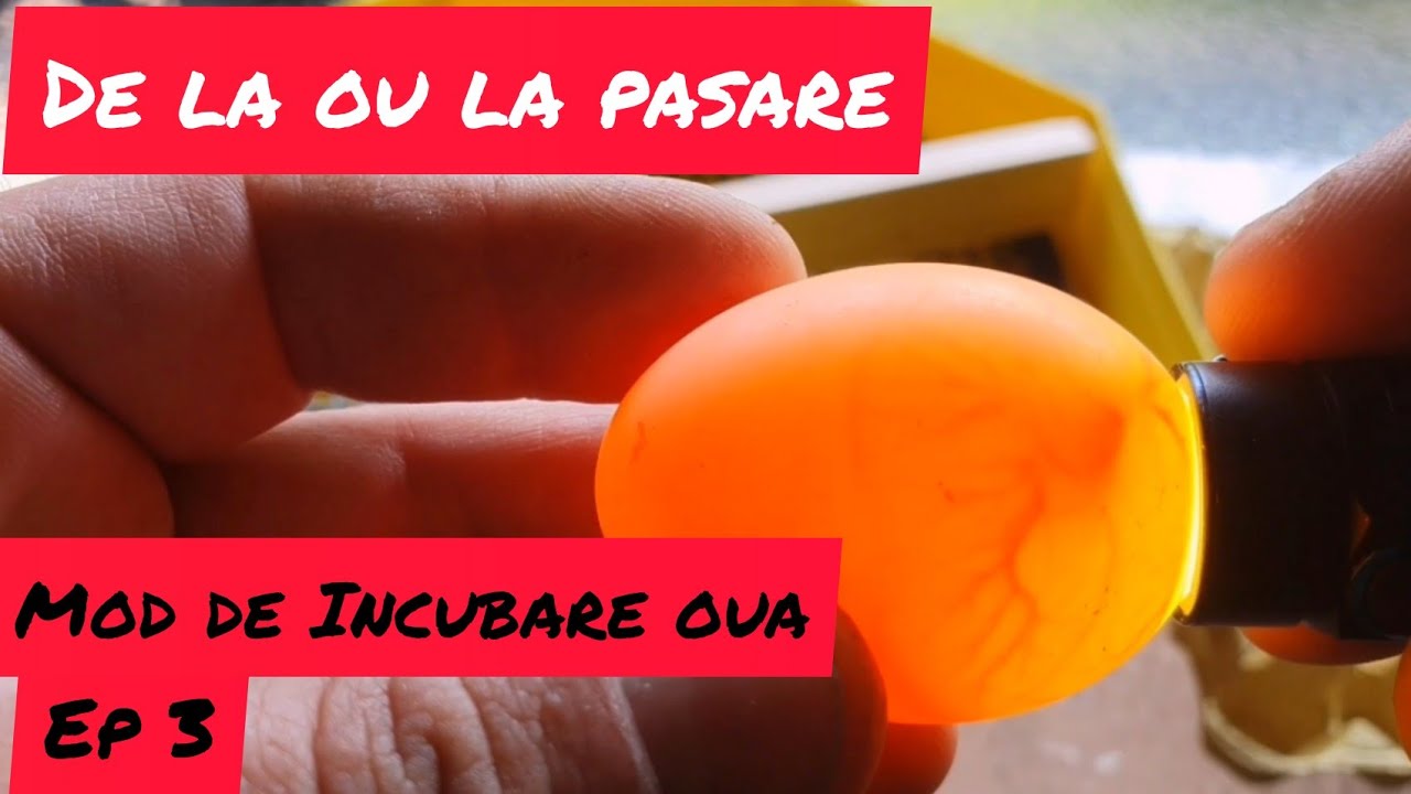 Mod de incubare oua cu CLEO 5...Ep 3