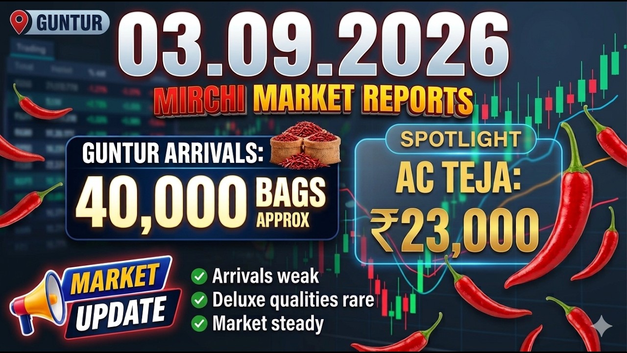 GUNTUR MIRCHI MARKET PRICES|03/09/2026|MIRCHI VARIETY MARKET PRICES|GUNTUR MIRCHI|GUNTUR MARKET