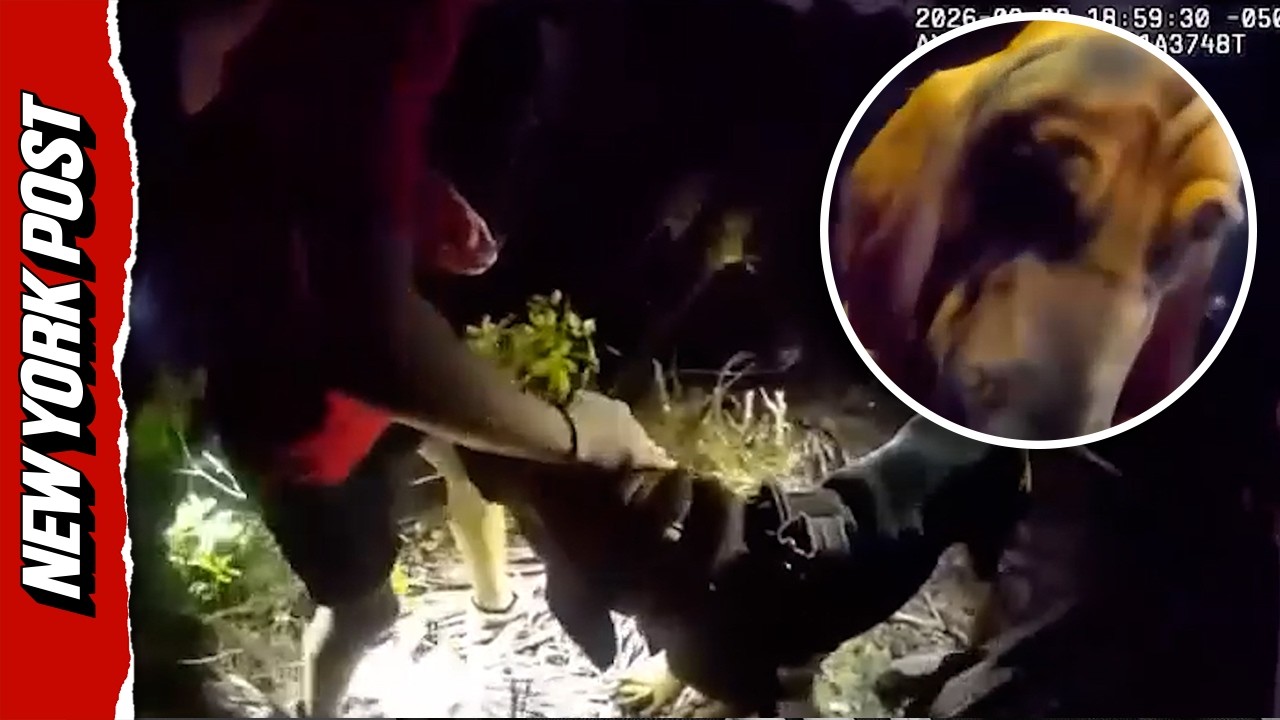 Watch Moment Missing Child With Autism is Rescued by K-9 Unit