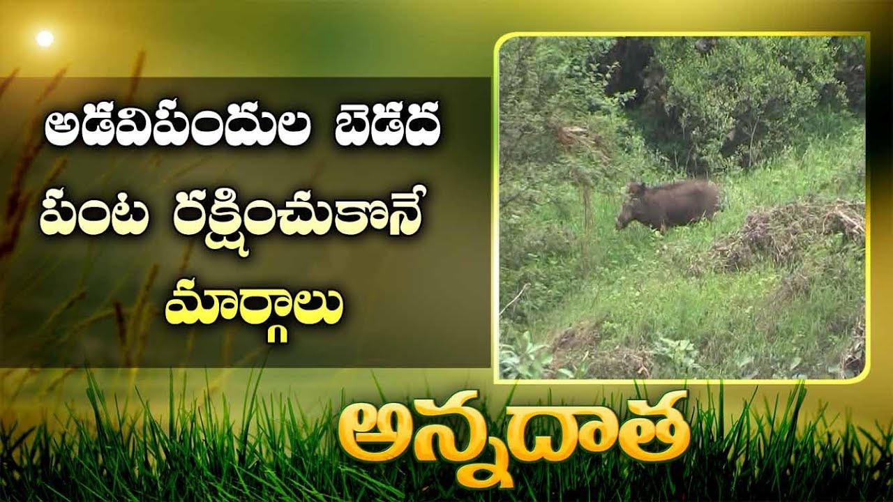 Crop Protection From Wild Boars || EtvAnnadata